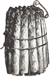 Zeichnung eines Spargels