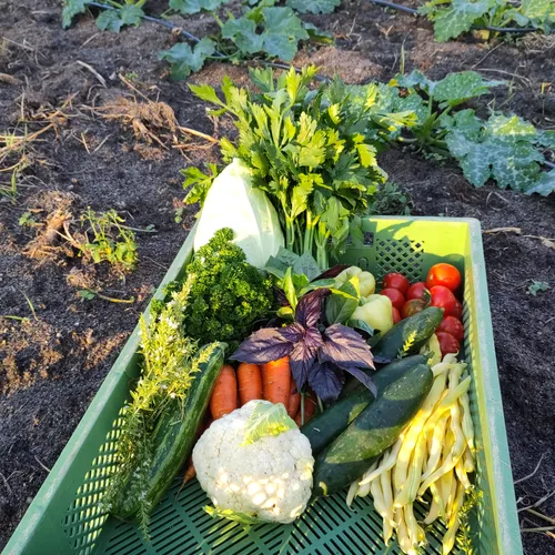 Kiste mit Ernteanteil im Sommer